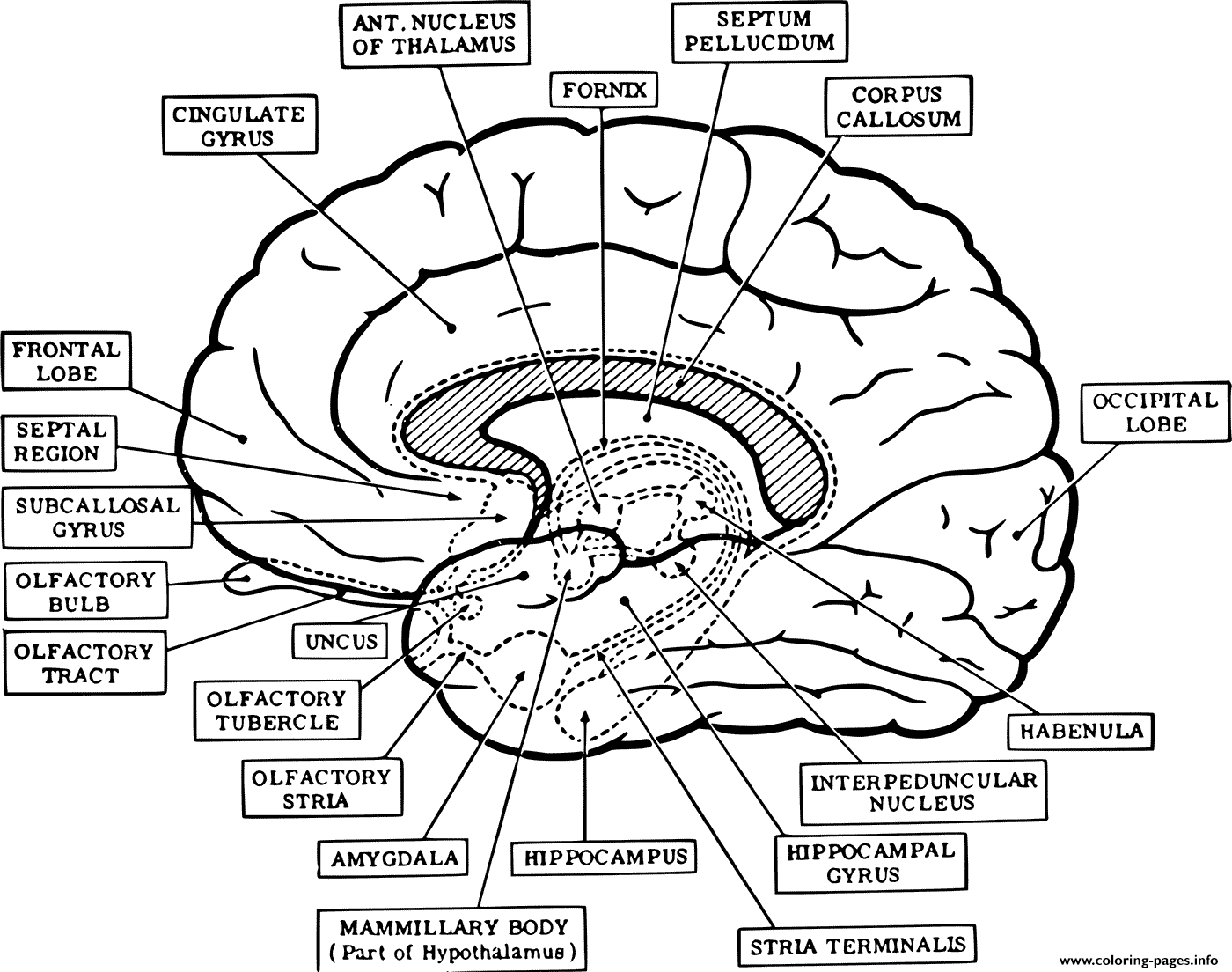 Brain Anatomy Neuroanatomy coloring