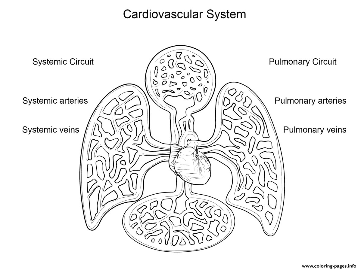 Cardiovascular System By Yulia Znayduk coloring