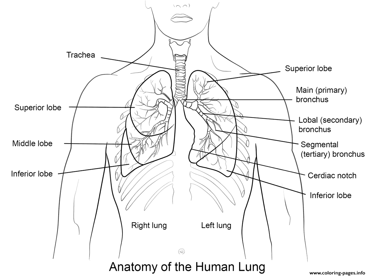 Anatomy Of The Human Lungs coloring