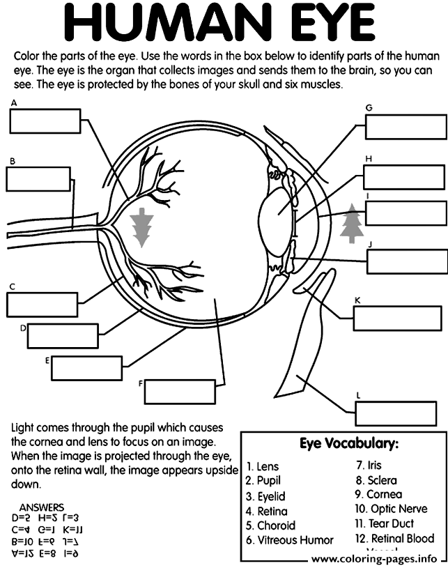 Human Eye Coloring Page Printable