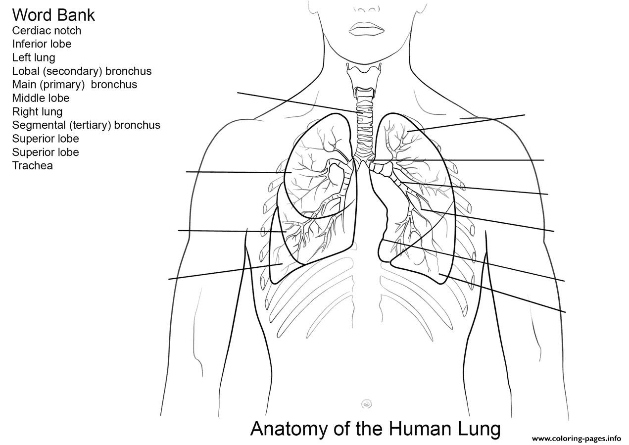 Human Lungs Worksheet coloring