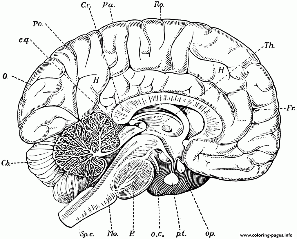 Brain Anatomy Coloring Pages Printable