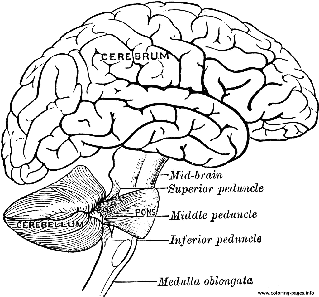 Cerebrum Brain Anatomy coloring