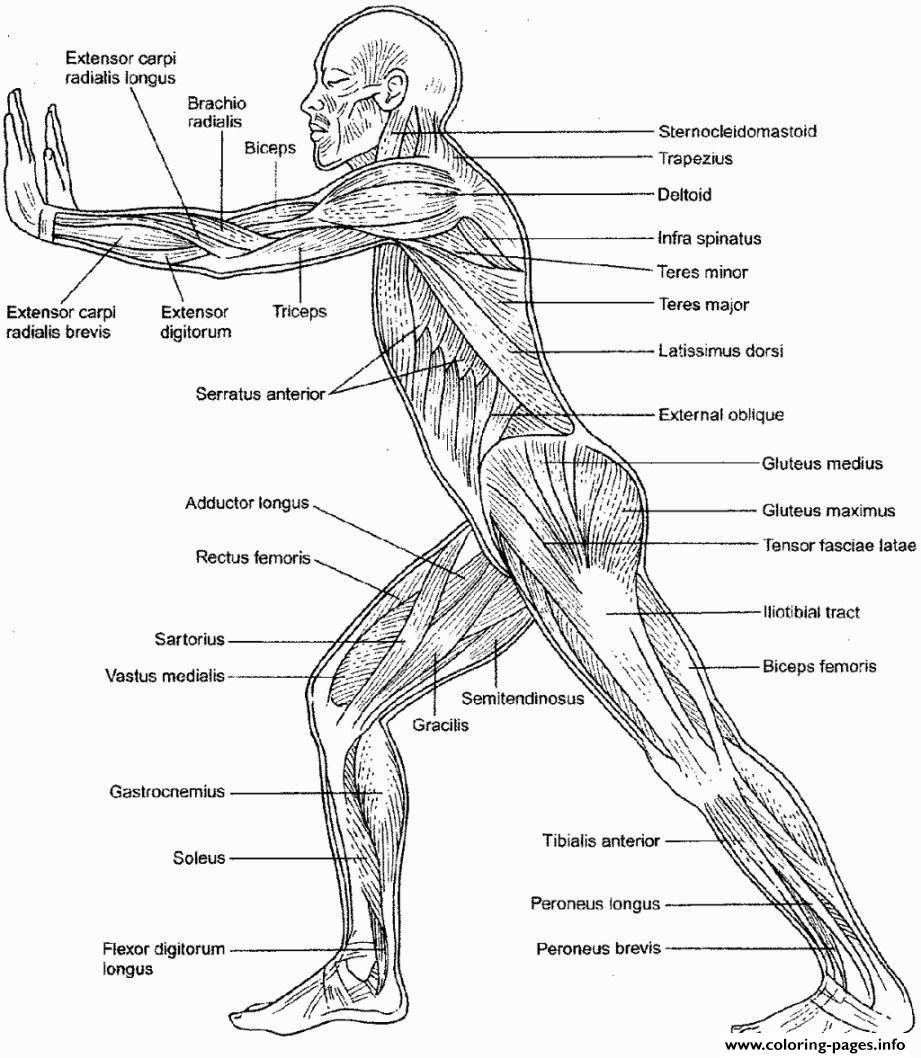 Download Muscular System Anatomy Coloring Pages Printable