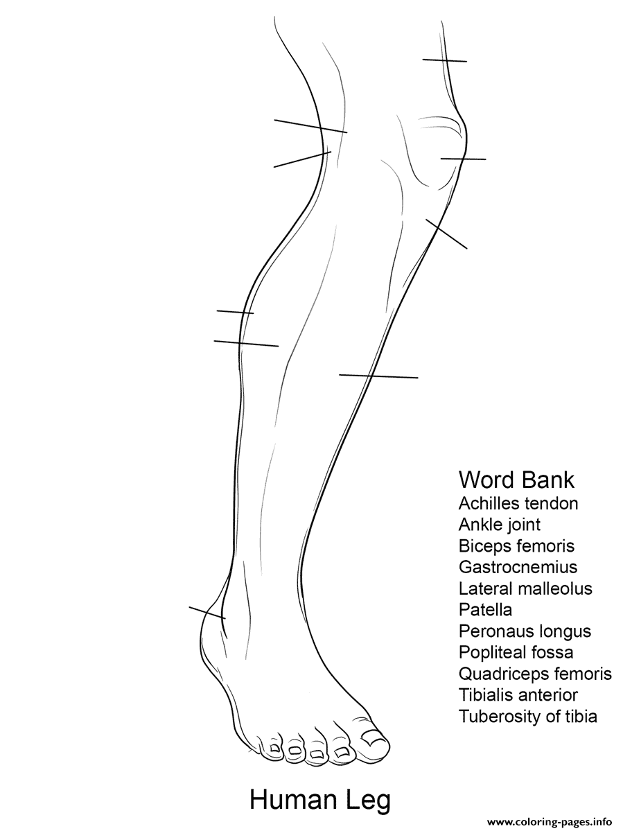 Human Leg Anatomy Worksheet coloring