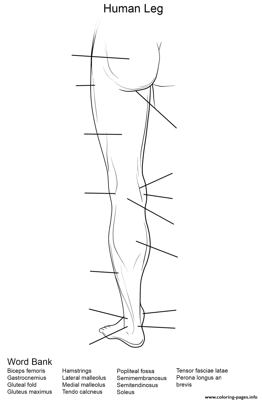 Human Leg Worksheet coloring