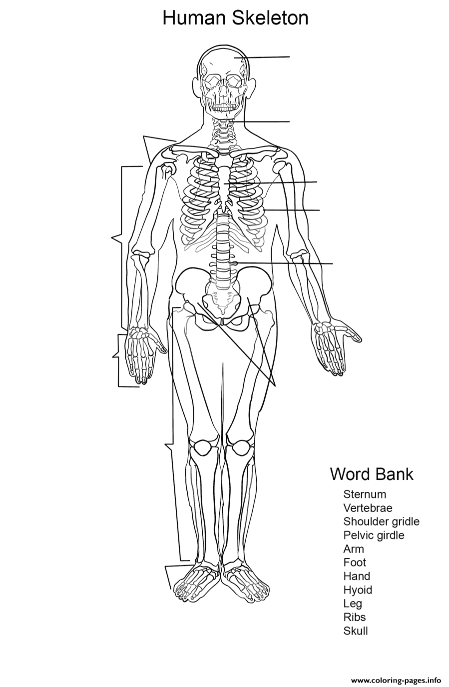 Human Skeleton Worksheet coloring