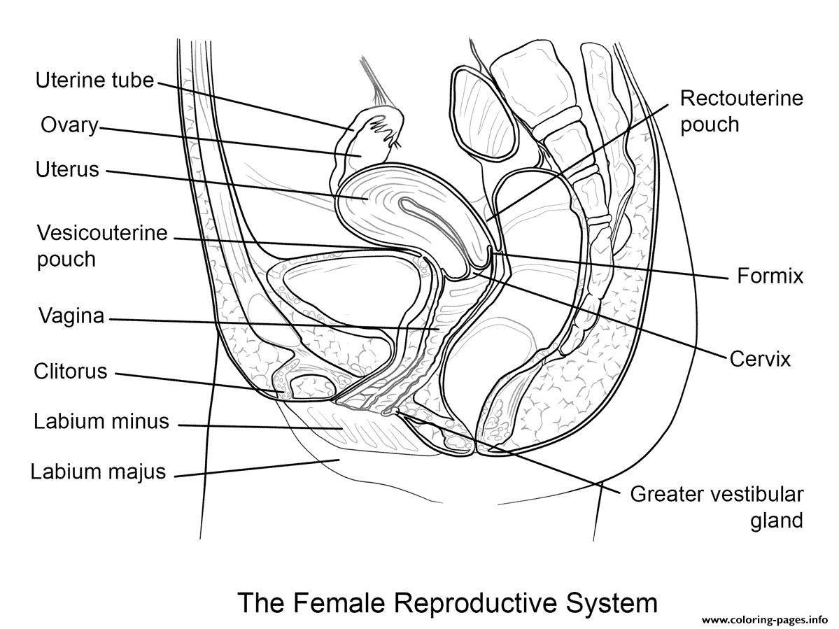 Female Reproductive System Coloring Pages Printable With The Female Reproductive System Worksheet