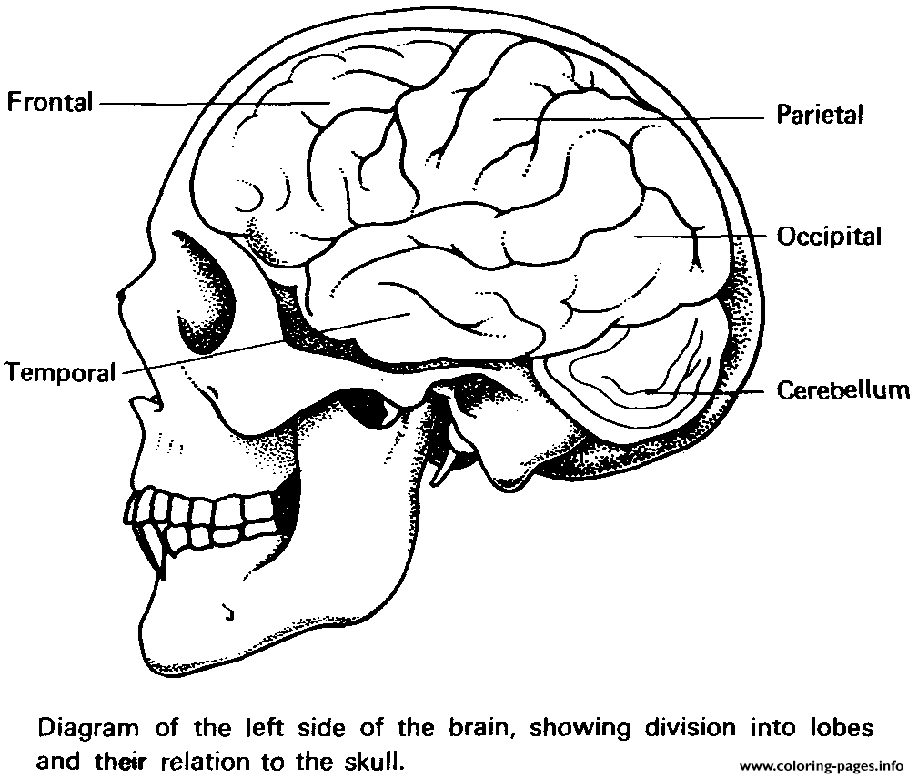 brain anatomy coloring pages