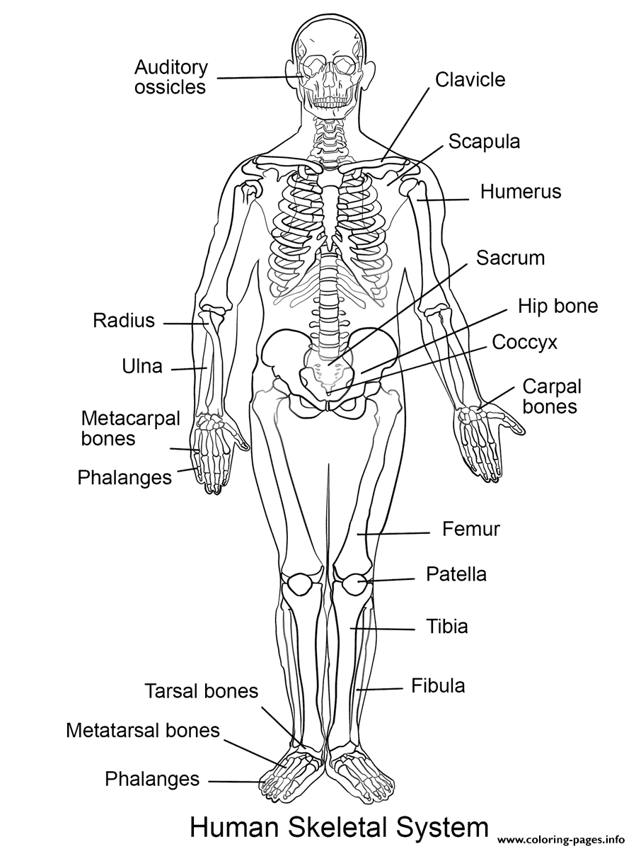 Human Skeletal System coloring
