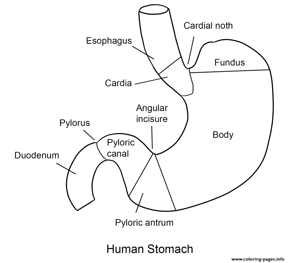 Human Stomach coloring