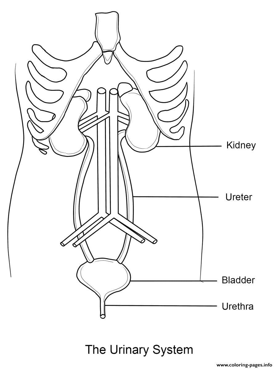 Urinary System Coloring page Printable