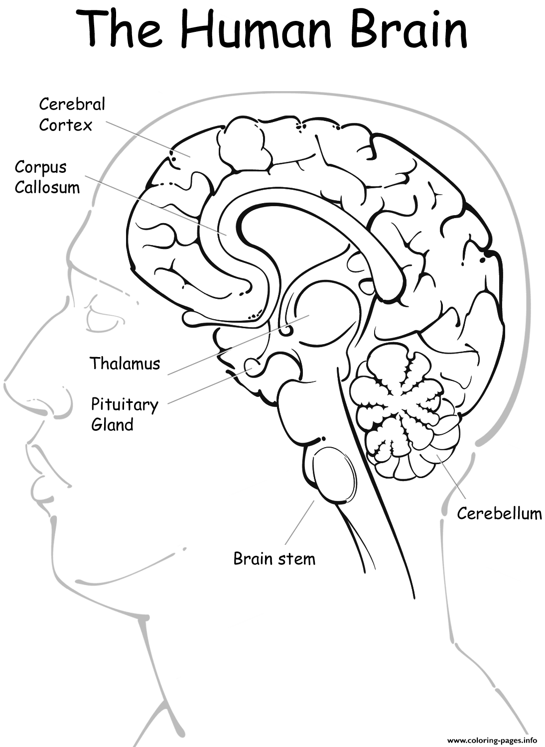 The Human Brain Coloring page Printable