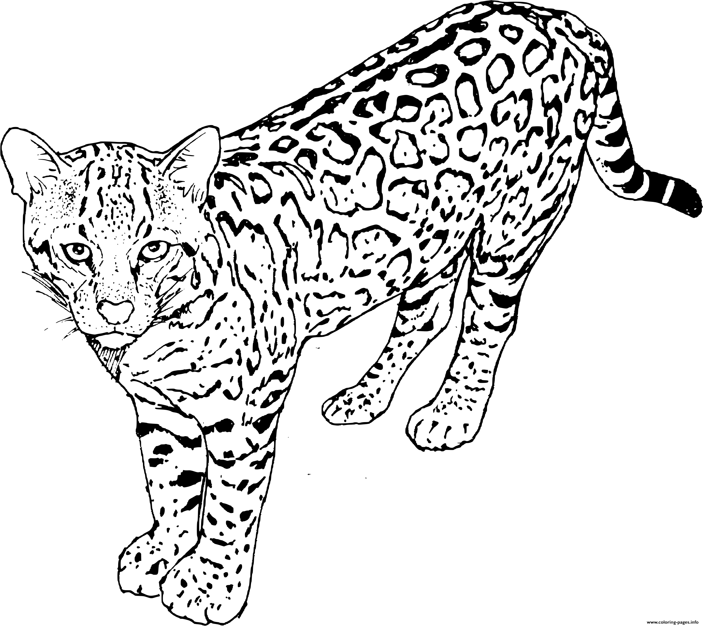 Download Leopard Panther A Member Of The Felidae Coloring Pages Printable
