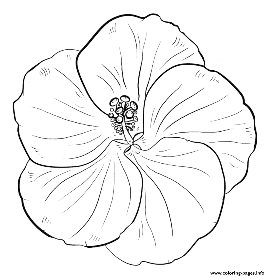 Hibiscus Flower Coloring page Printable