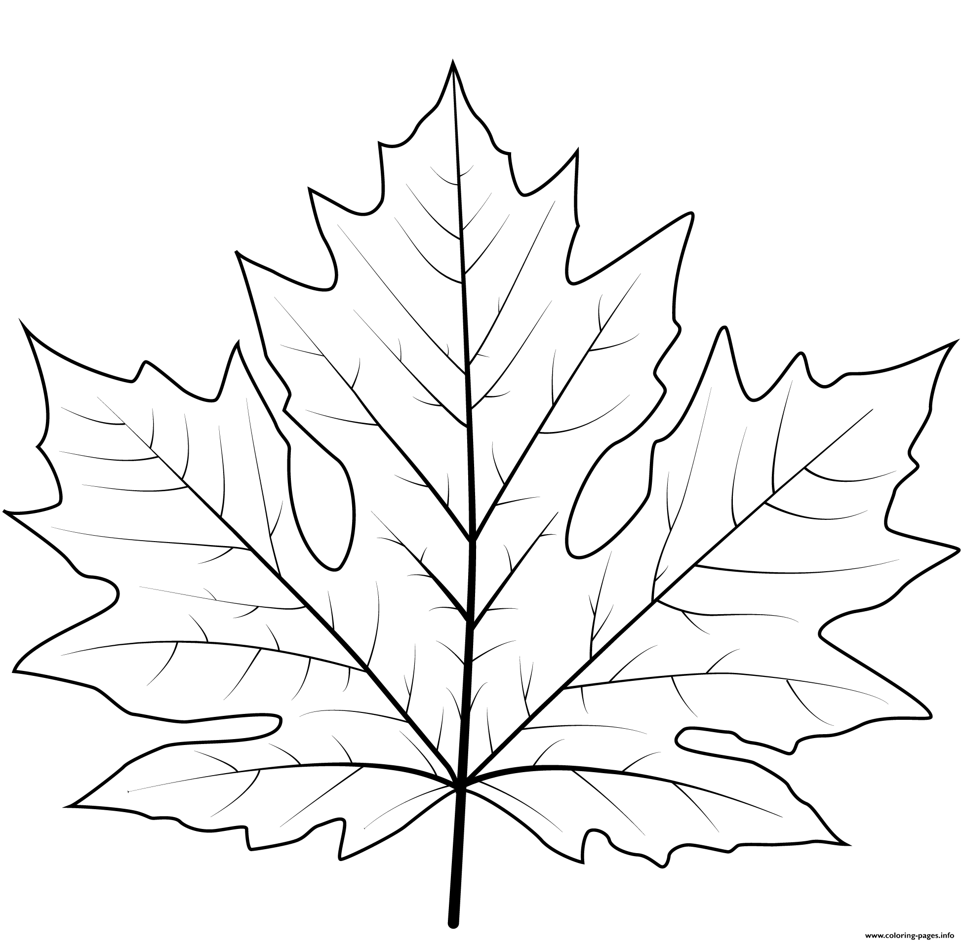 Big Leaf Maple Leaf Coloring Pages Printable