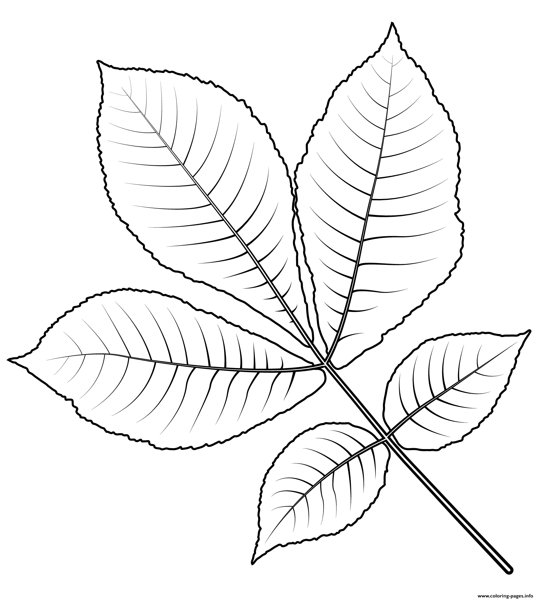 Download Shagbark Hickory Tree Leaf Coloring Pages Printable