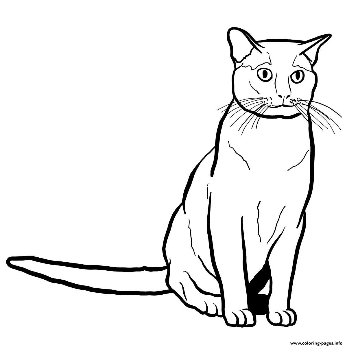 37++ Birman Cat Online Coloring Page Free Download