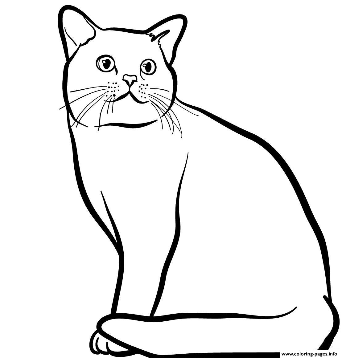 American Shorthair Cat coloring
