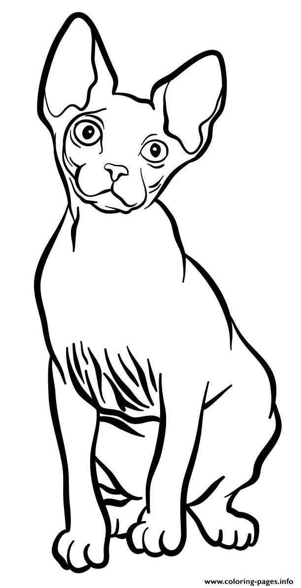 Sphynx Cat coloring