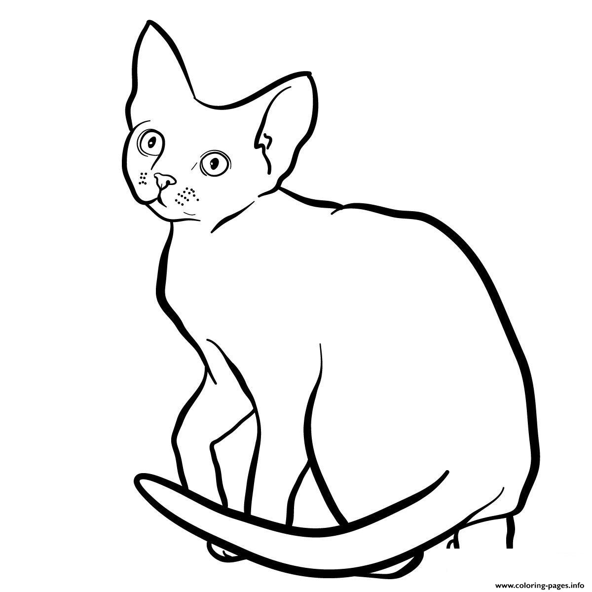 The Devon Rex Cat coloring