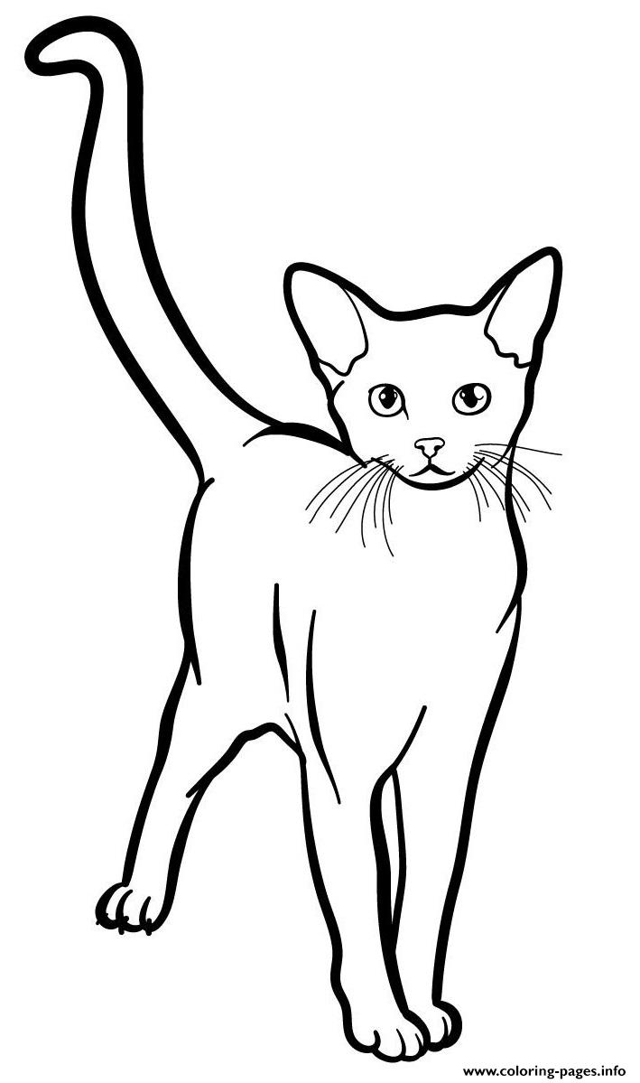 Abyssinian Cat coloring