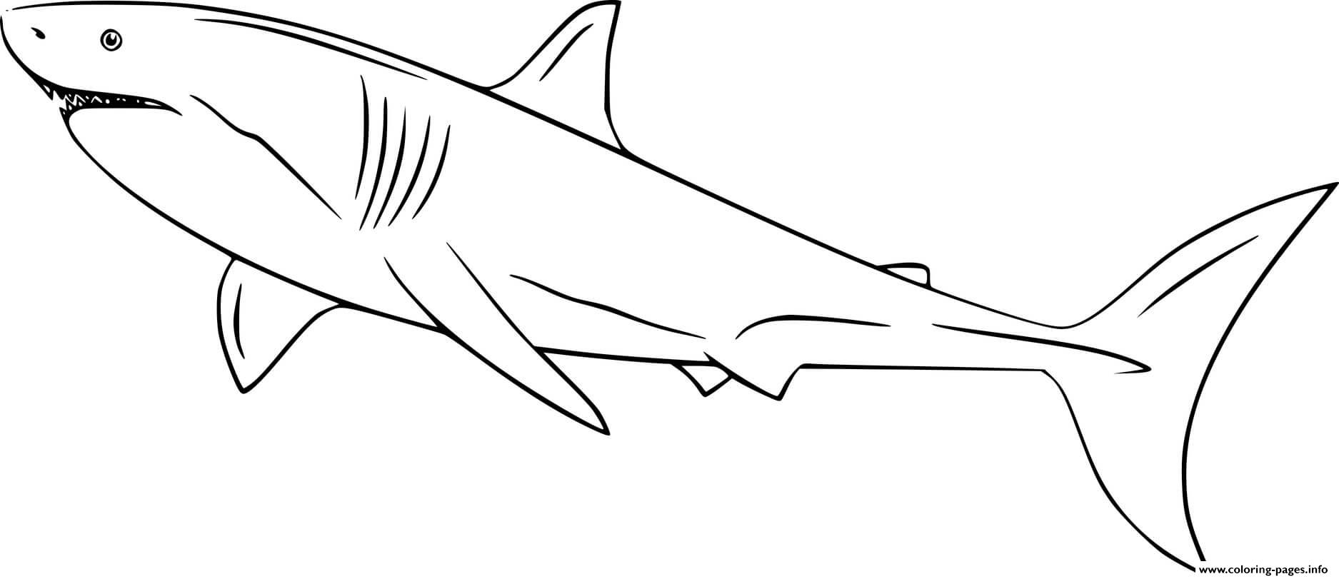 Easy White Shark Coloring Pages Printable