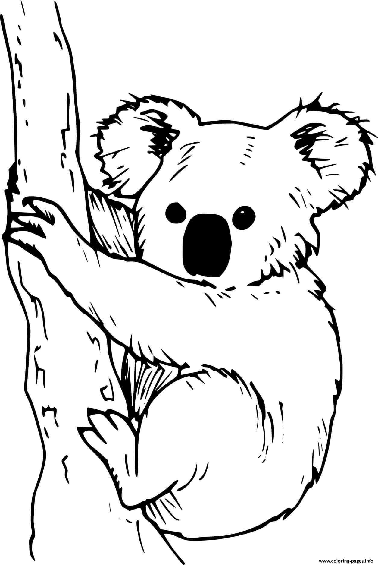 Realistic Koala Climbing The Tree coloring