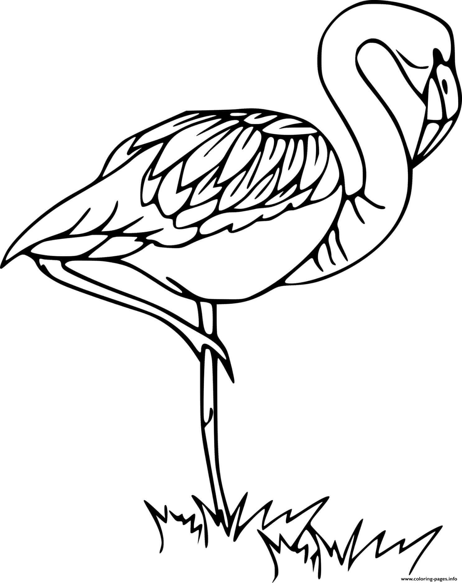 James Flamingo coloring
