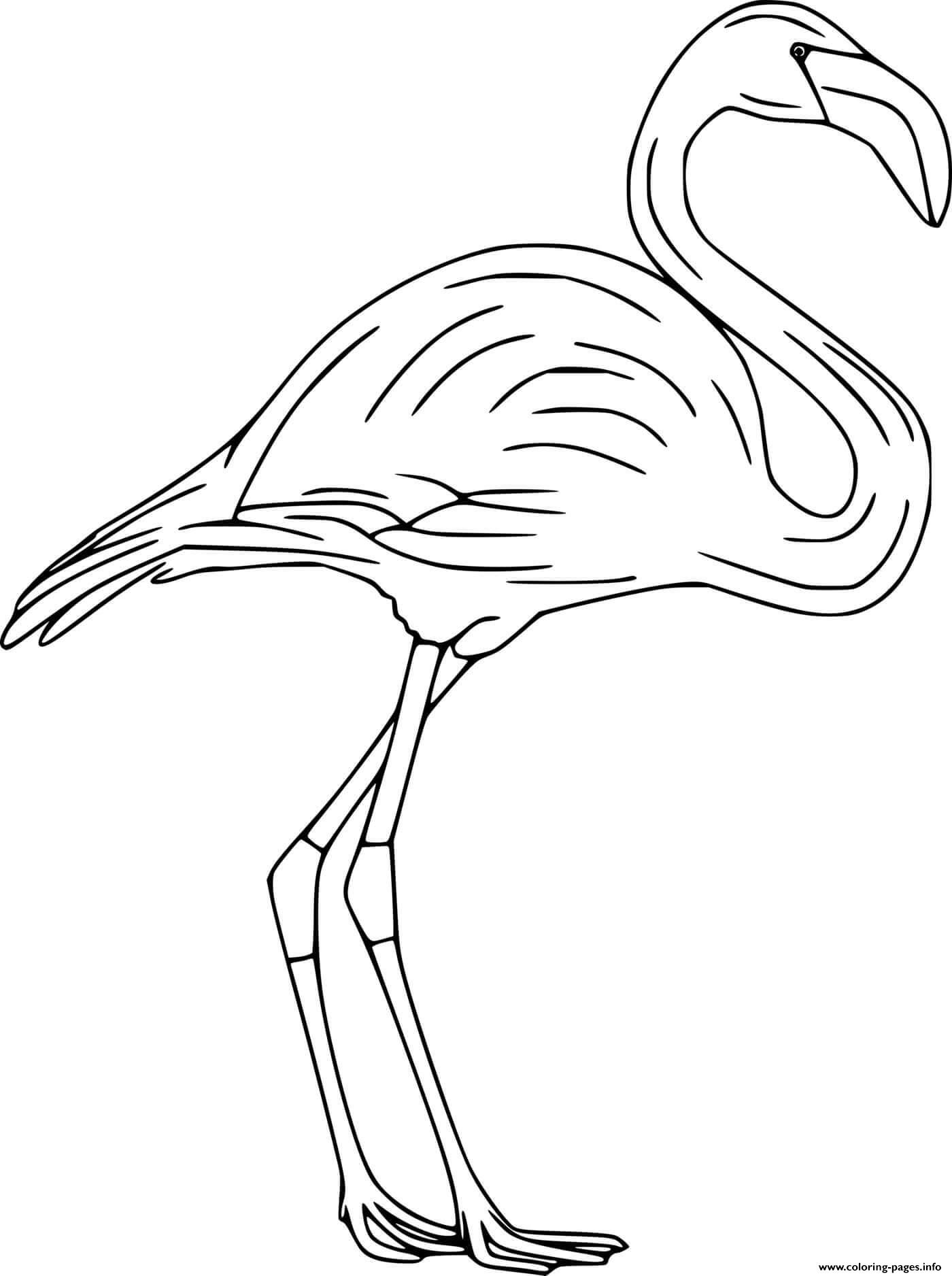 Lesser Flamingo coloring