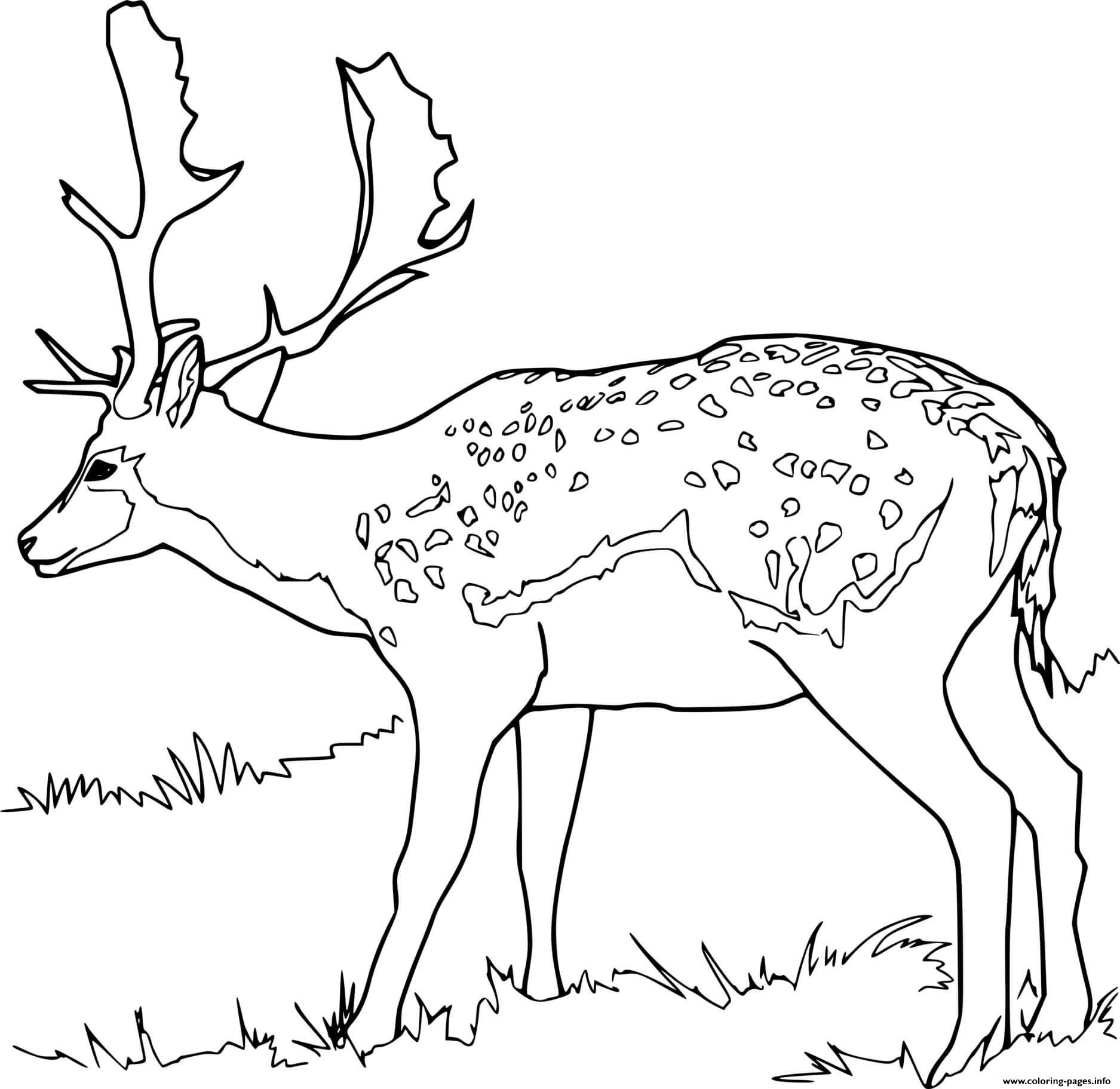 Realistic Fallow Deer Coloring Pages Printable