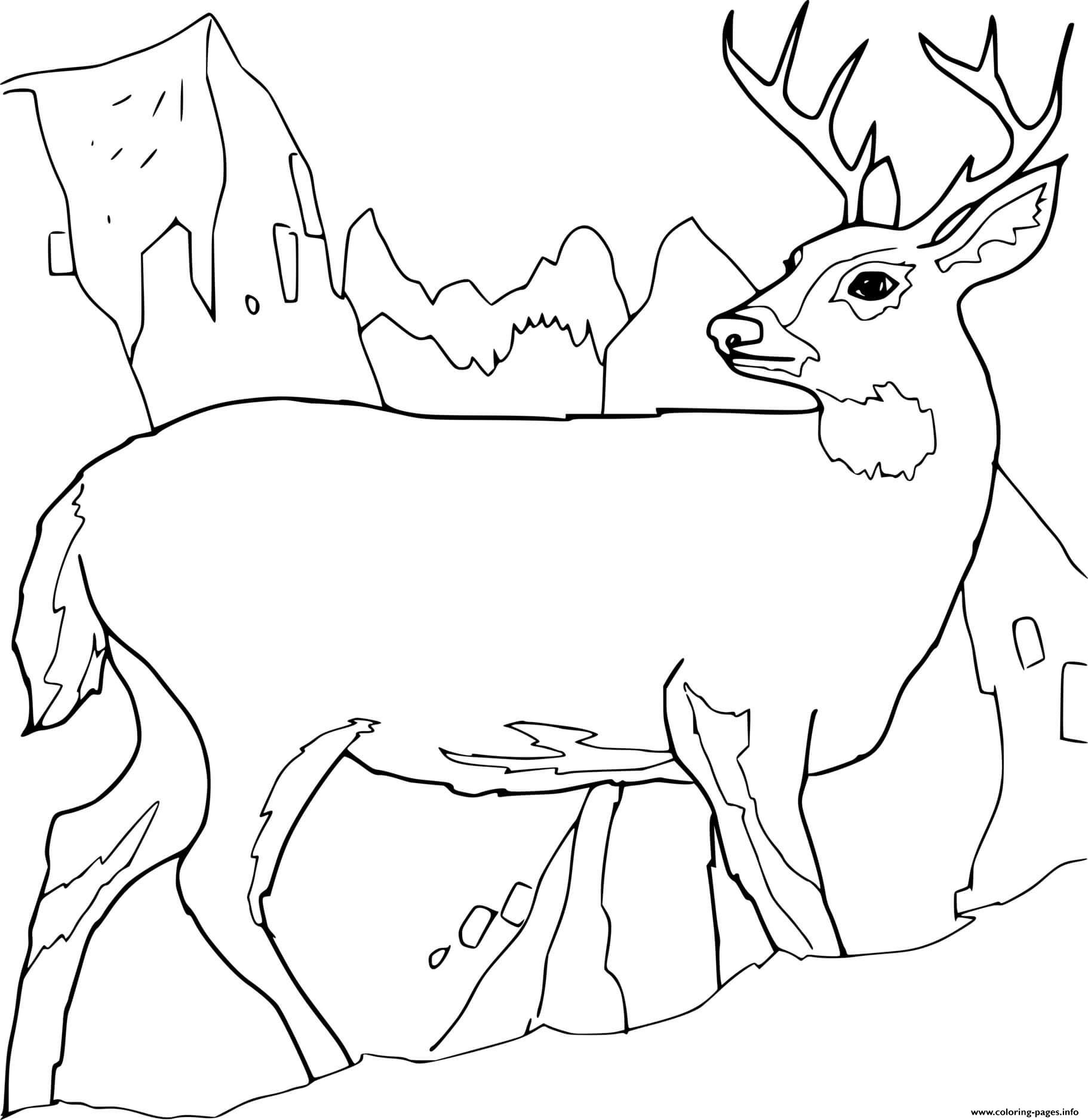 Realistic Deer On The Mountain Coloring page Printable