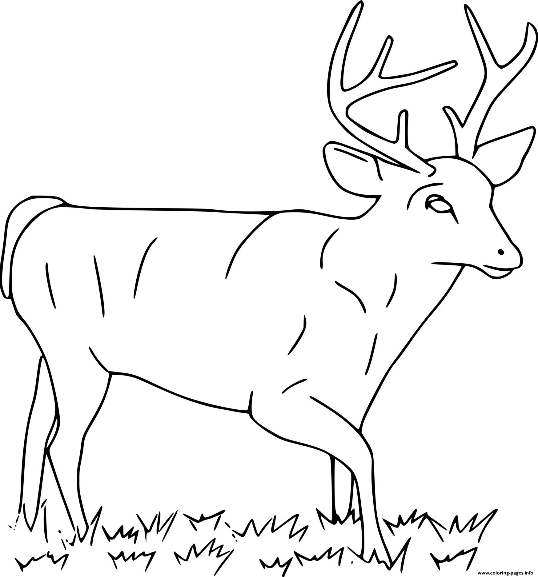 Big Deer On The Grass coloring pages