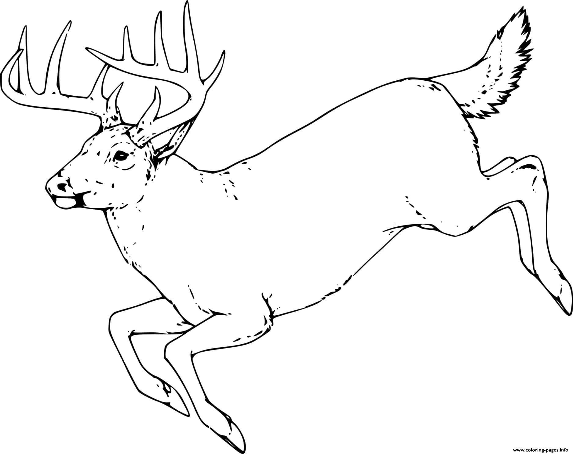 Coloring Pages Of Realistic Deer - Realistic Deer Coloring Page 3