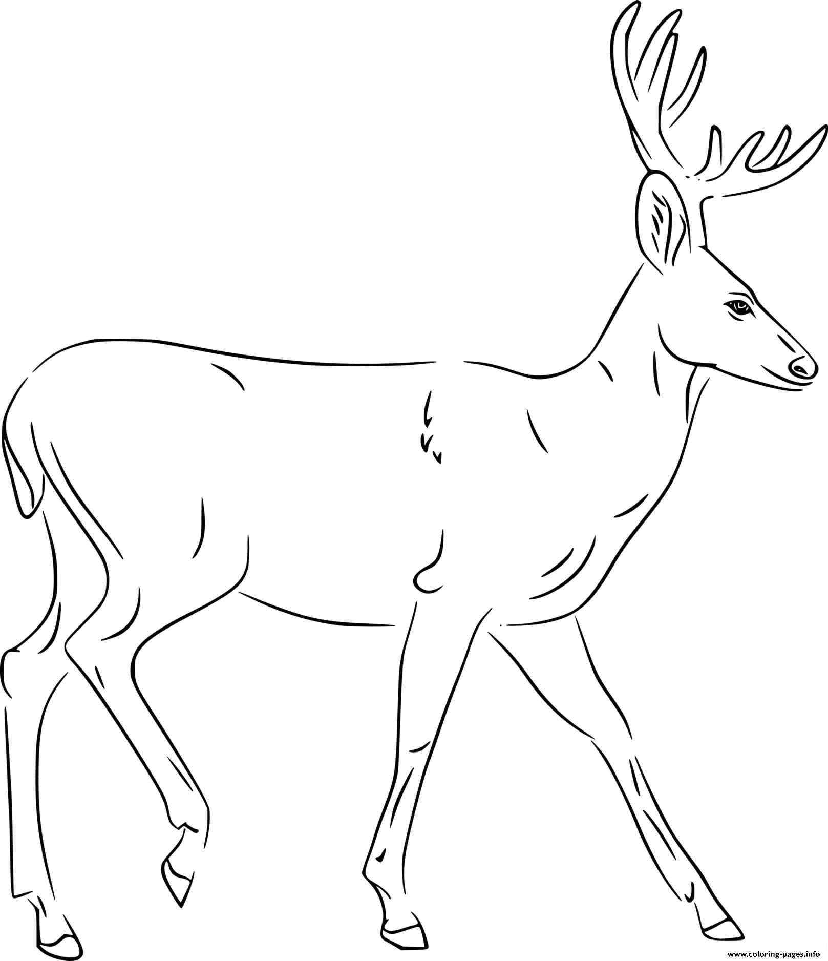Coloring Pages Of Realistic Deer - Printable Realistic Animals Coloring