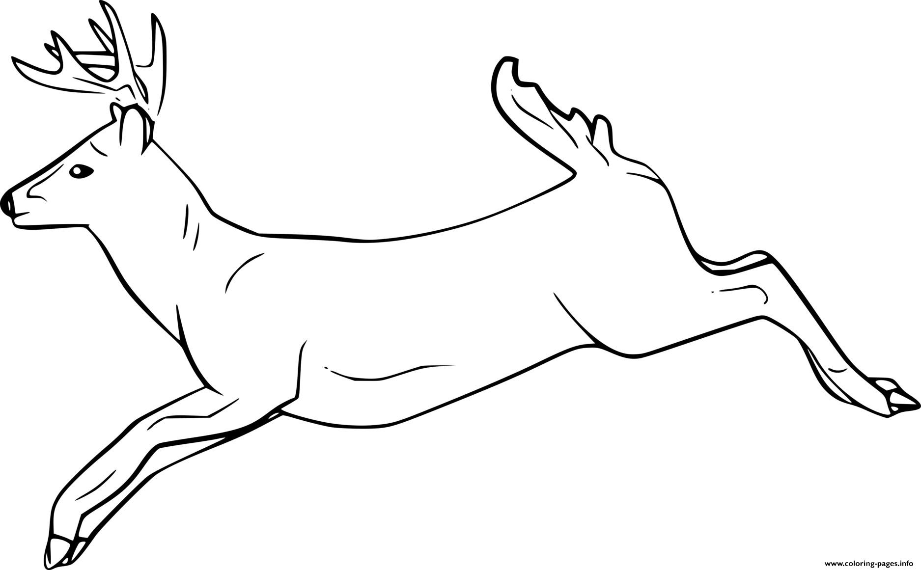 White Tailed Deer Coloring Page