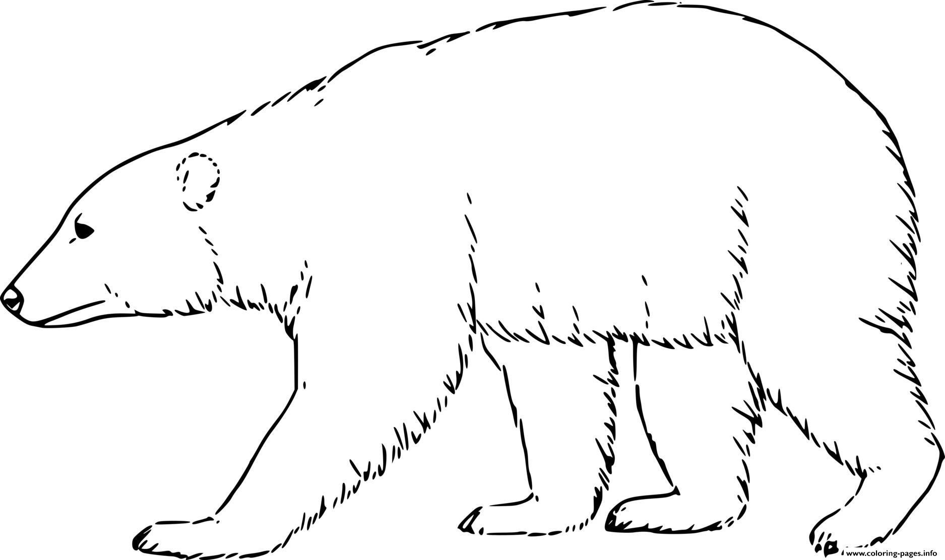 printable pictures of polar bears coloring pages