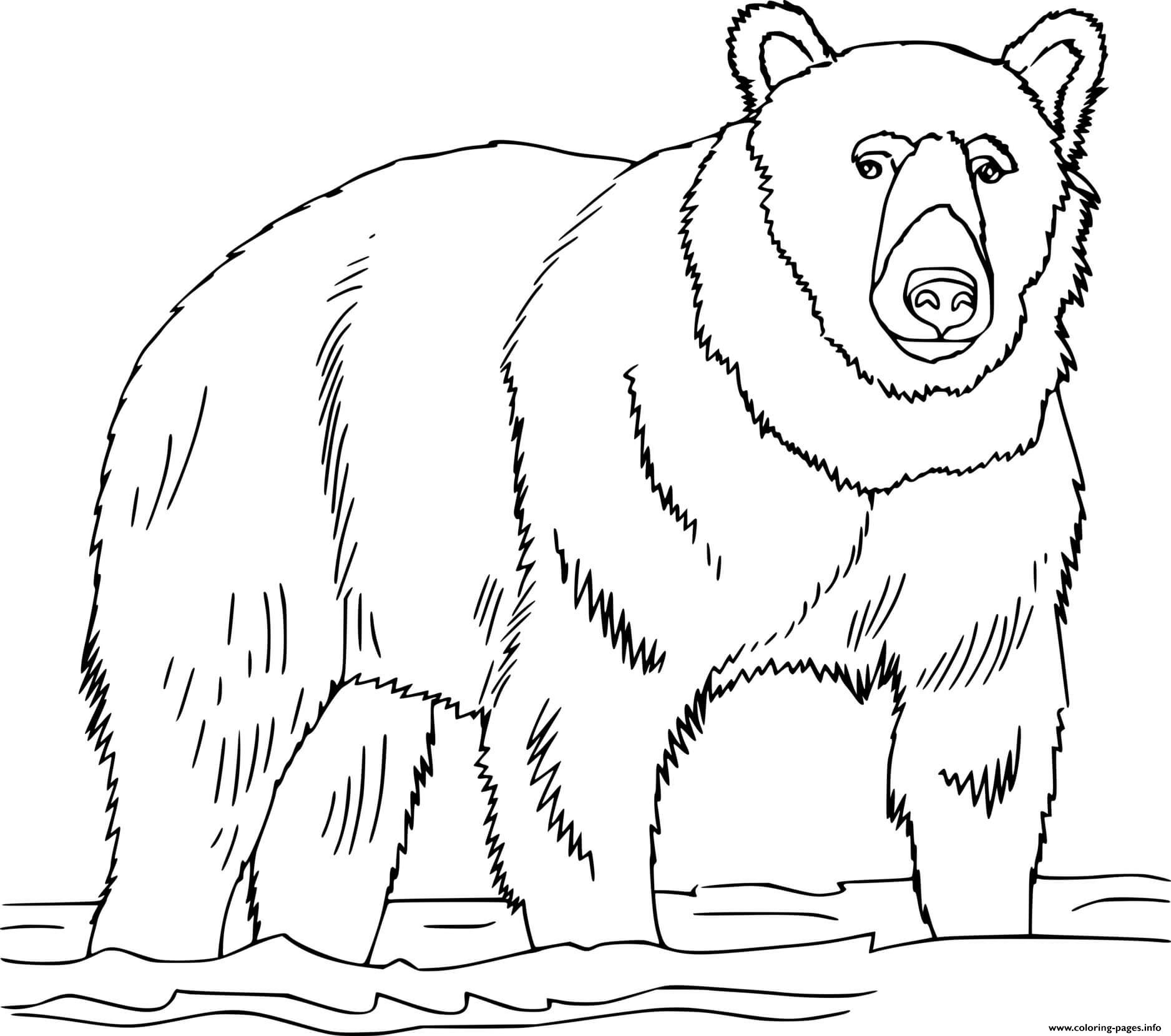 Realistic Brown Bear In The Water Coloring page Printable