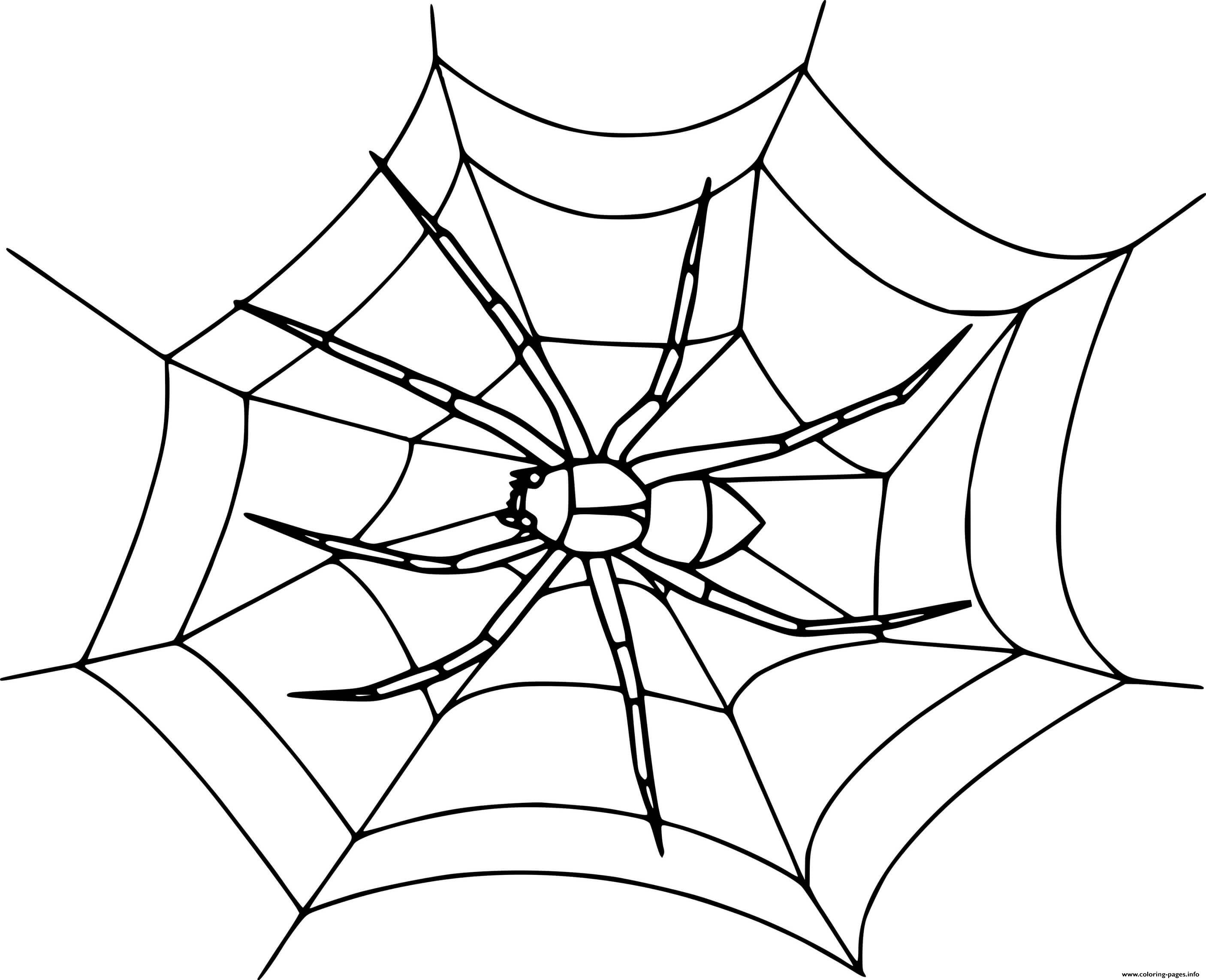 Realistic Spider On The Web coloring