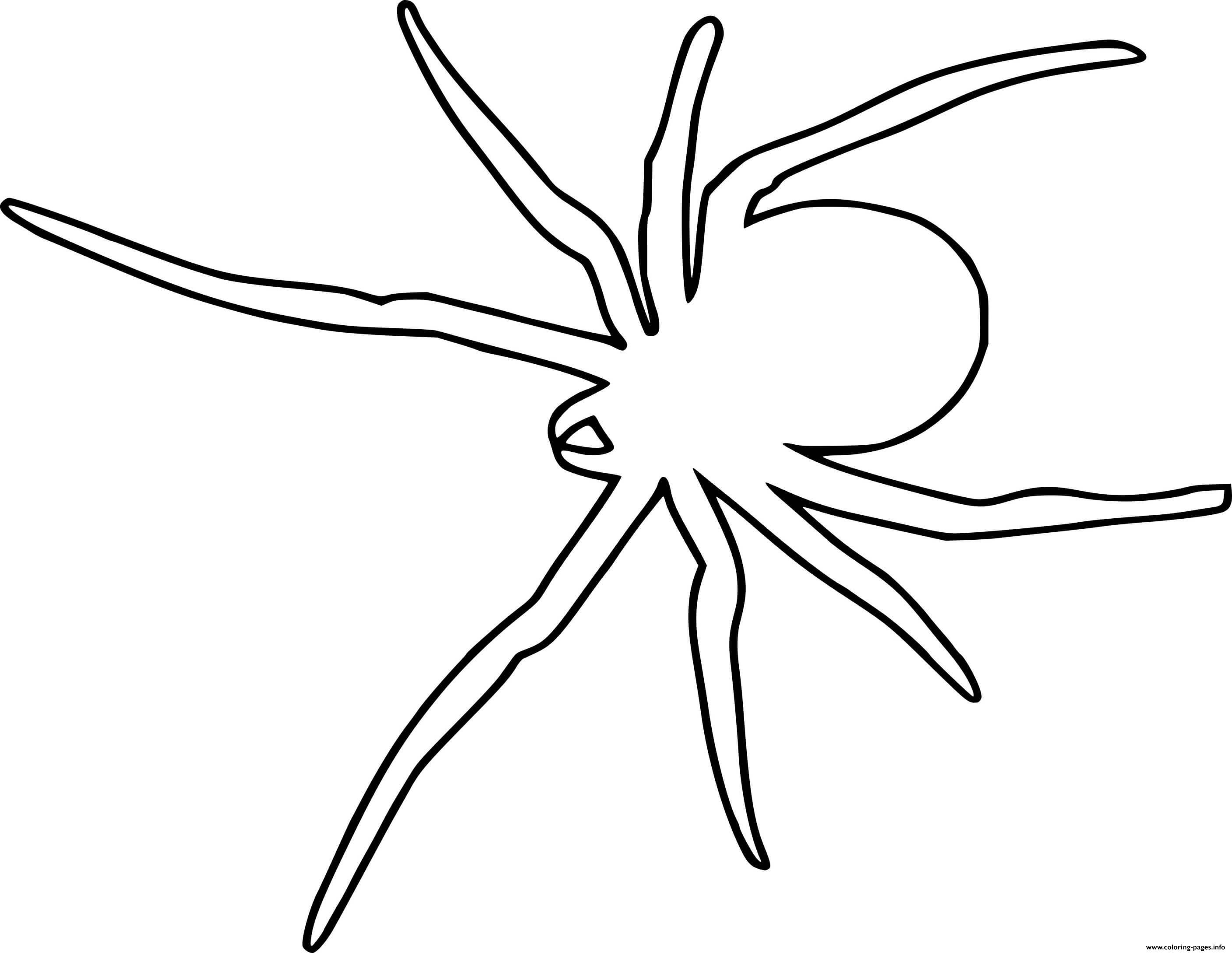Scary Spider Outline coloring