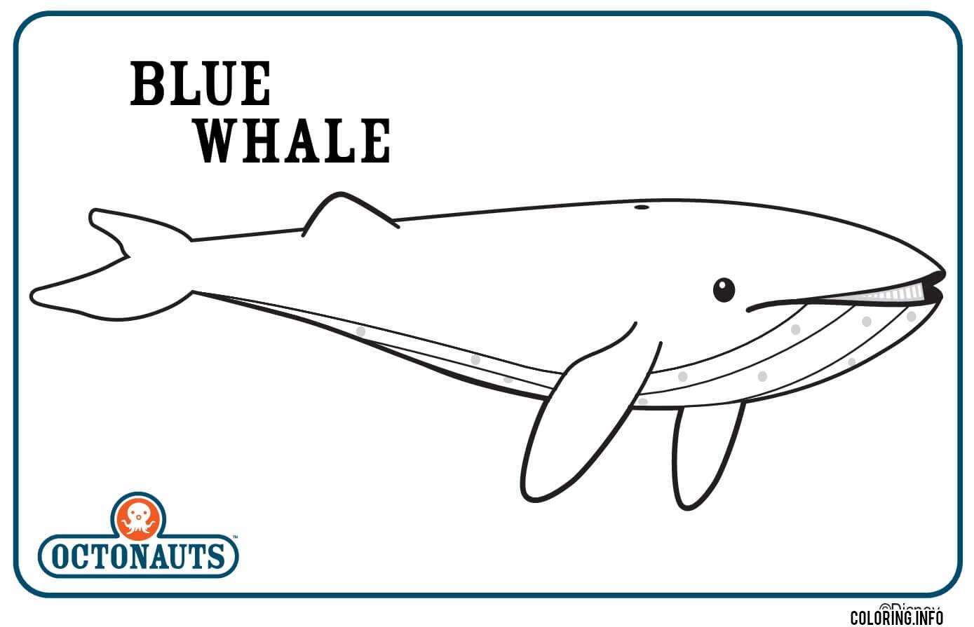 Blue Whale coloring