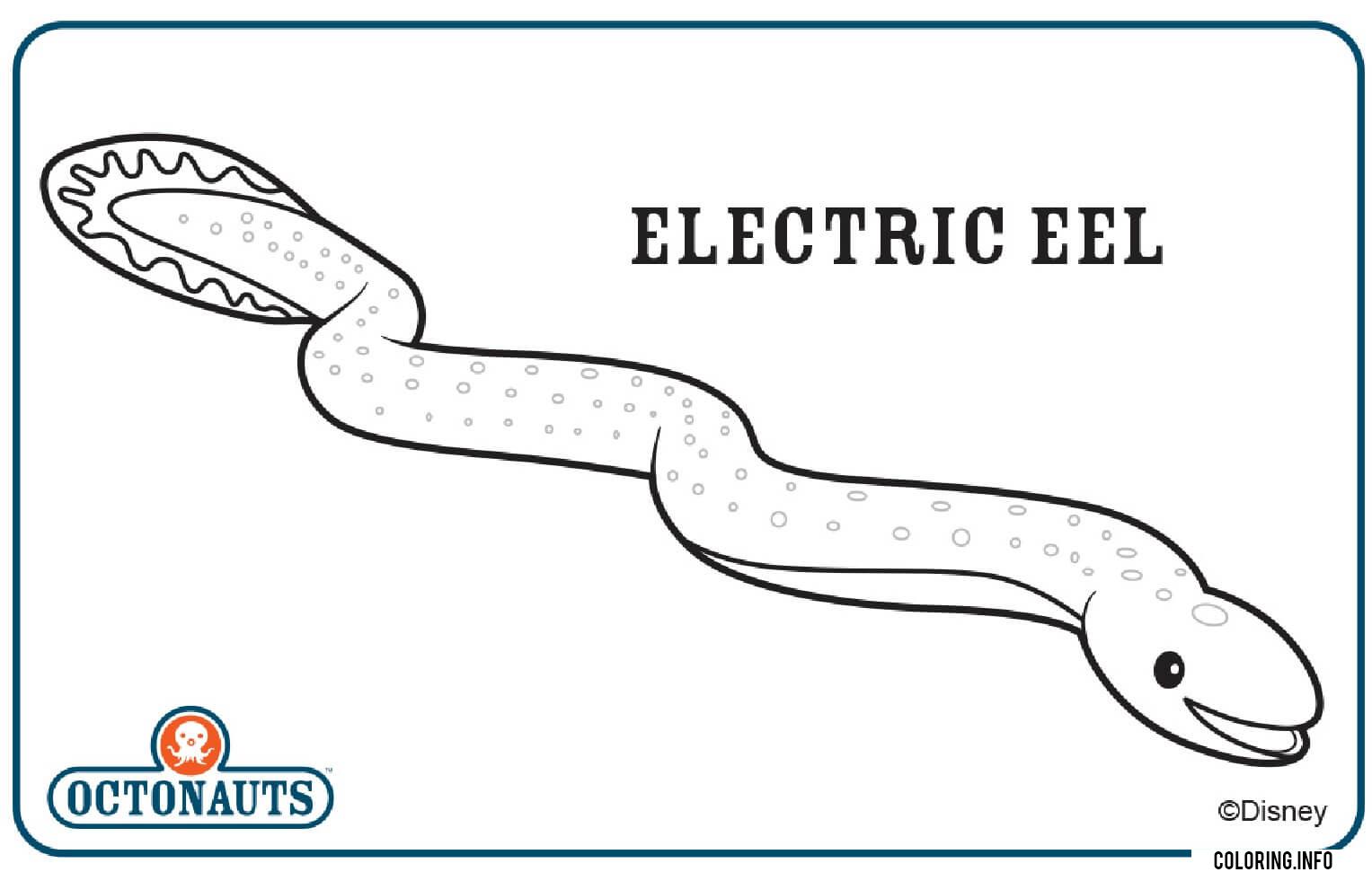 Electric Eel coloring