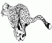 Printable coloring pages of a cheetah animalbe05 coloring pages