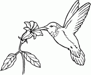 Printable animal bird  hummingbirdf7e6 coloring pages