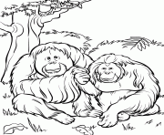 Printable orang utan preschool s zoo animalsd09d coloring pages