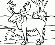 Printable moose free animal s printable1f4a coloring pages