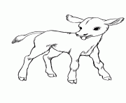 Printable farm animal s little calf1ed0 coloring pages