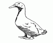 realistic goose printable animal s879e