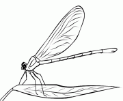 Printable pic dragonfly s of animalscb77 coloring pages