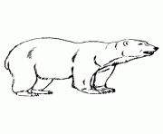 Printable animal polar bear color pages to print58cb coloring pages